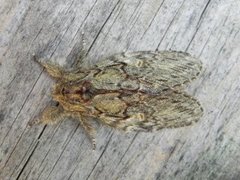 Great Prominent (Peridea anceps)
