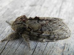 Great Prominent (Peridea anceps)