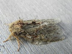 Great Prominent (Peridea anceps)