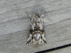 Toadflax Brocade (Calophasia lunula)