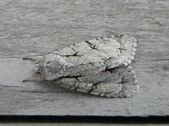 Grey Dagger (Acronicta psi)