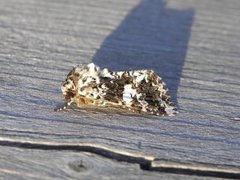 Marbled Coronet (Hadena confusa)