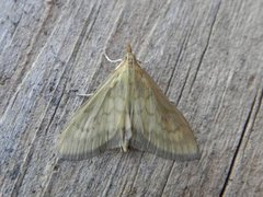 Bordered Pearl (Paratalanta pandalis)