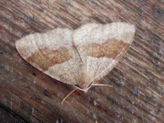 Barred Umber (Plagodis pulveraria)