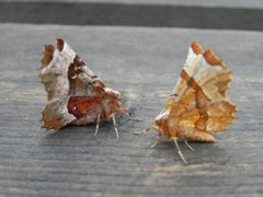 Praktmånemåler (Selenia tetralunaria)