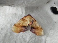 Scorched Wing (Plagodis dolabraria)