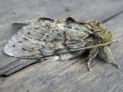 Great Prominent (Peridea anceps)