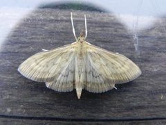 Bordered Pearl (Paratalanta pandalis)