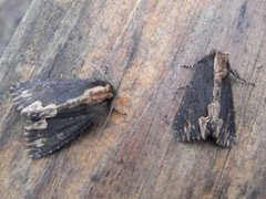 Bird's Wing (Dypterygia scabriuscula)