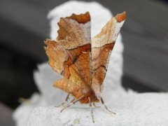 Flikmånemåler (Selenia lunularia)