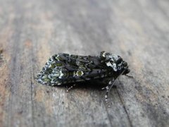 The Coronet (Craniophora ligustri)