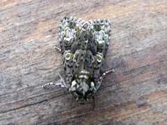 The Coronet (Craniophora ligustri)