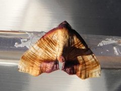 Scorched Wing (Plagodis dolabraria)