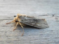 Pale Pinion (Lithophane socia)
