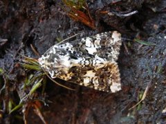 Marbled Coronet (Hadena confusa)