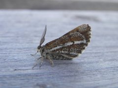 Bordered White (Bupalus piniaria)
