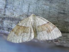 Barred Umber (Plagodis pulveraria)