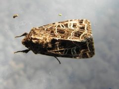 Nettnellikfly (Sideridis reticulata)