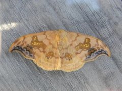 Scarce Hook-tip (Sabra harpagula)
