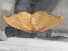 Scarce Hook-tip (Sabra harpagula)