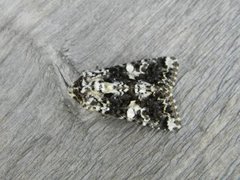 Marbled Coronet (Hadena confusa)