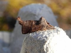 Small Chocolate-tip (Clostera pigra)