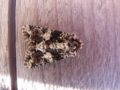Marbled Coronet (Hadena confusa)