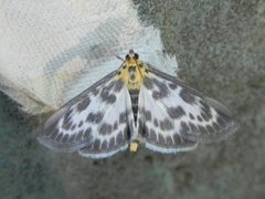 Small Magpie (Anania hortulata)