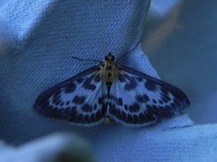 Small Magpie (Anania hortulata)