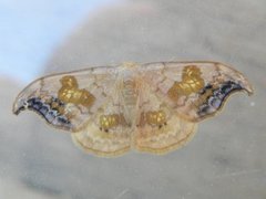 Scarce Hook-tip (Sabra harpagula)