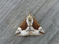 Beautiful Snout (Hypena crassalis)