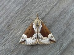 Blåbærnebbfly (Hypena crassalis)