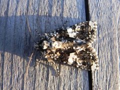 Marbled Coronet (Hadena confusa)