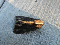 Bird's Wing (Dypterygia scabriuscula)