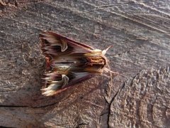 Purple Cloud (Actinotia polyodon)