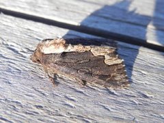 Bird's Wing (Dypterygia scabriuscula)