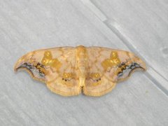 Scarce Hook-tip (Sabra harpagula)