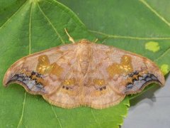 Scarce Hook-tip (Sabra harpagula)