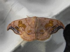 Scarce Hook-tip (Sabra harpagula)