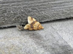 Brown-barred Tortrix (Epagoge grotiana)