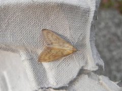 Bordered Pearl (Paratalanta pandalis)