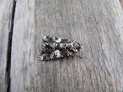 Marbled Coronet (Hadena confusa)