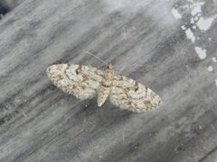 Grandvergmåler (Eupithecia tantillaria)