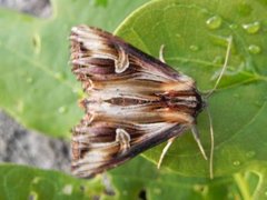 Purple Cloud (Actinotia polyodon)