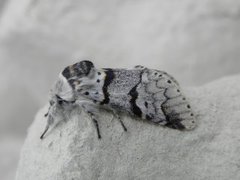 Poplar Kitten (Furcula bifida)
