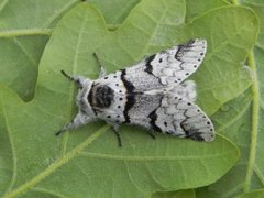 Grå gaffelstjert (Furcula bifida)