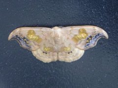 Scarce Hook-tip (Sabra harpagula)