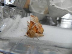 Flikmånemåler (Selenia lunularia)