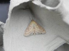 Bordered Pearl (Paratalanta pandalis)