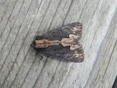 Bird's Wing (Dypterygia scabriuscula)
